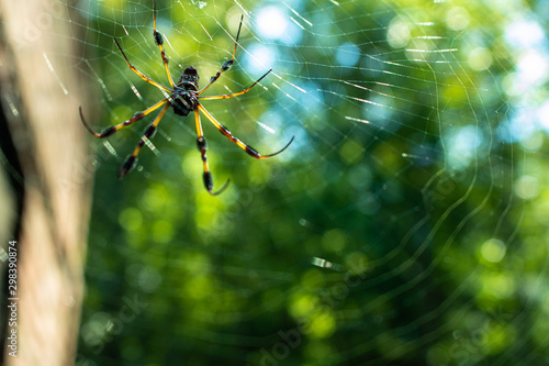 A beautiful garden spider building a web in the forest