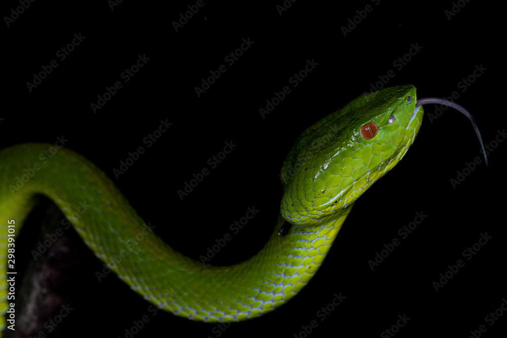 A very venomous and endemic snake Sabah Bamboo Pit Viper (Trimeresurus popeorum sabahi) is Sabah, Borneo Island A very venomous and endemic snake Sabah Bamboo Pit Viper (Trimeresurus popeorum sabahi) is Sabah, Borneo Island