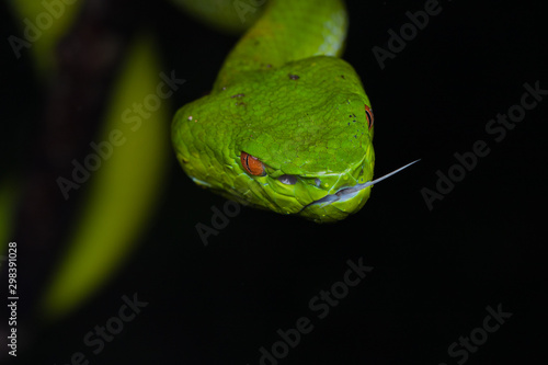 A very venomous and endemic snake Sabah Bamboo Pit Viper (Trimeresurus popeorum sabahi) is Sabah, Borneo Island photo