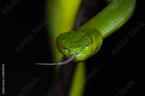 A very venomous and endemic snake Sabah Bamboo Pit Viper (Trimeresurus popeorum sabahi) is Sabah, Borneo Island