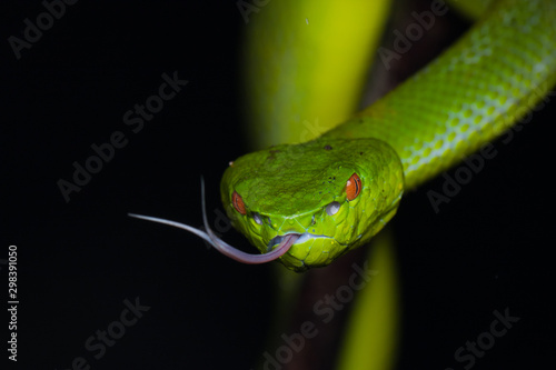 A very venomous and endemic snake Sabah Bamboo Pit Viper (Trimeresurus popeorum sabahi) is Sabah, Borneo Island photo