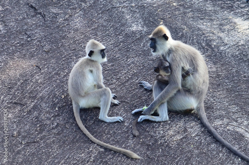 monkey family