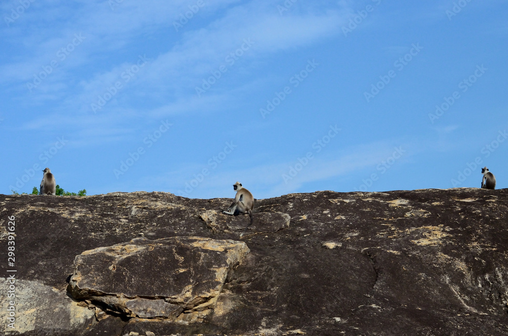 monkey sitting on rock