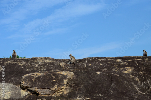monkey sitting on rock