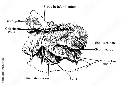 Inner Aspect of the Ethmoid Bone, vintage illustration.