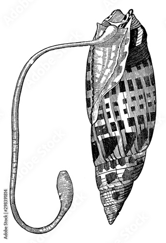 Bishop mitre shell, vintage illustration.