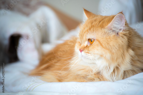 Fototapeta Naklejka Na Ścianę i Meble -  Persian cat laying on bed under white blanket