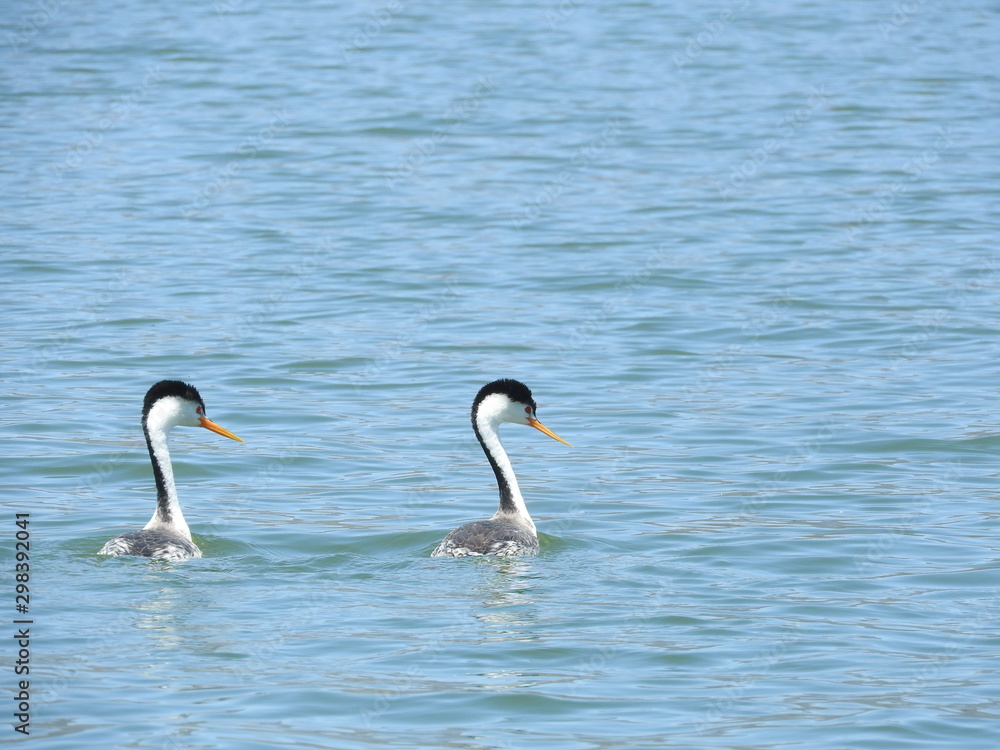 Clark's Grebes, Lake Casitas, Ventura County, California. Clark's Grebes, Lake Casitas, Ventura County, California.