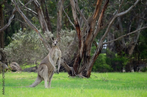 kangaroo standing