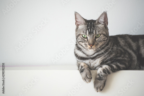 American Short Hair cat laying on white wall with copy space background