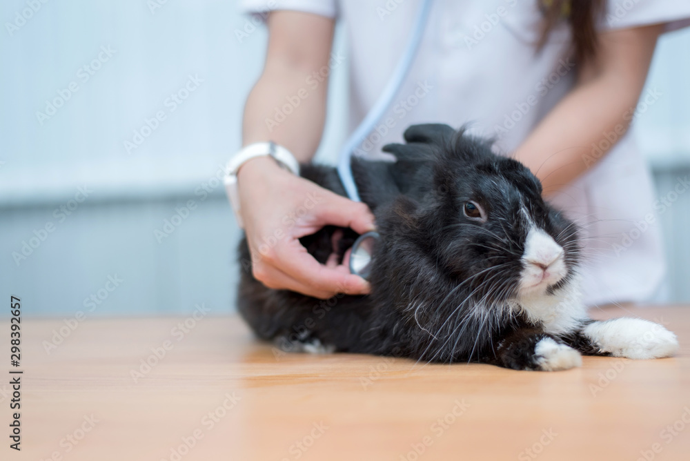 Veterinarian use stethoscope to diagnose cute rabbit for treat sick animal  in Animal hospital ,animal health care concept Stock Photo | Adobe Stock
