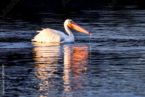A white pelican is enjoying sunrise time in a lake 