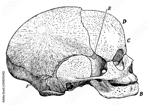 Side View of Fetal Skull, vintage illustration.