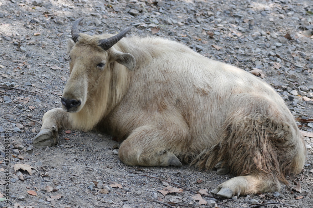 Fototapeta premium Close up Golden Takin in the Yard