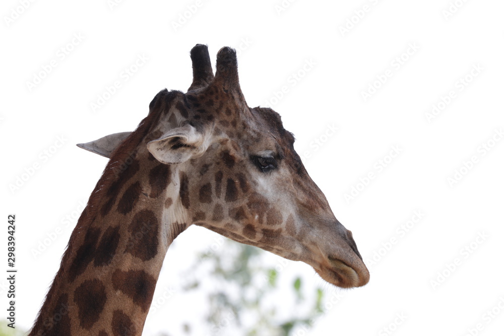 Obraz premium Close up Giraffe's Face