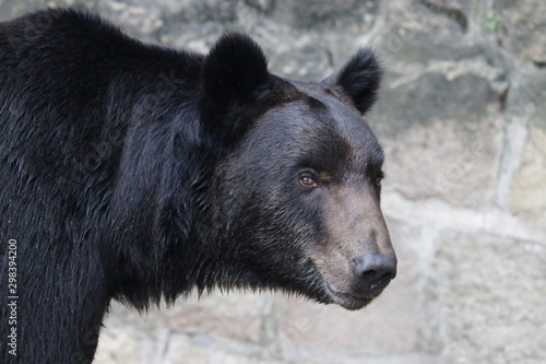 Close up Black Bear Face © foreverhappy