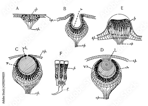 Invertebrate Simple Eye, vintage illustration