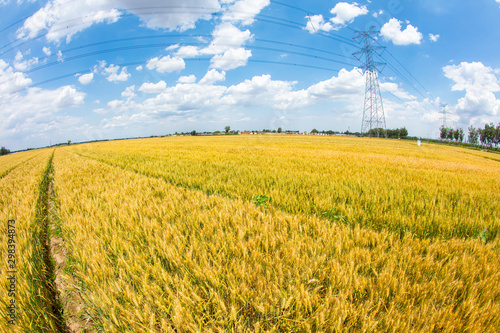 The wheat fields