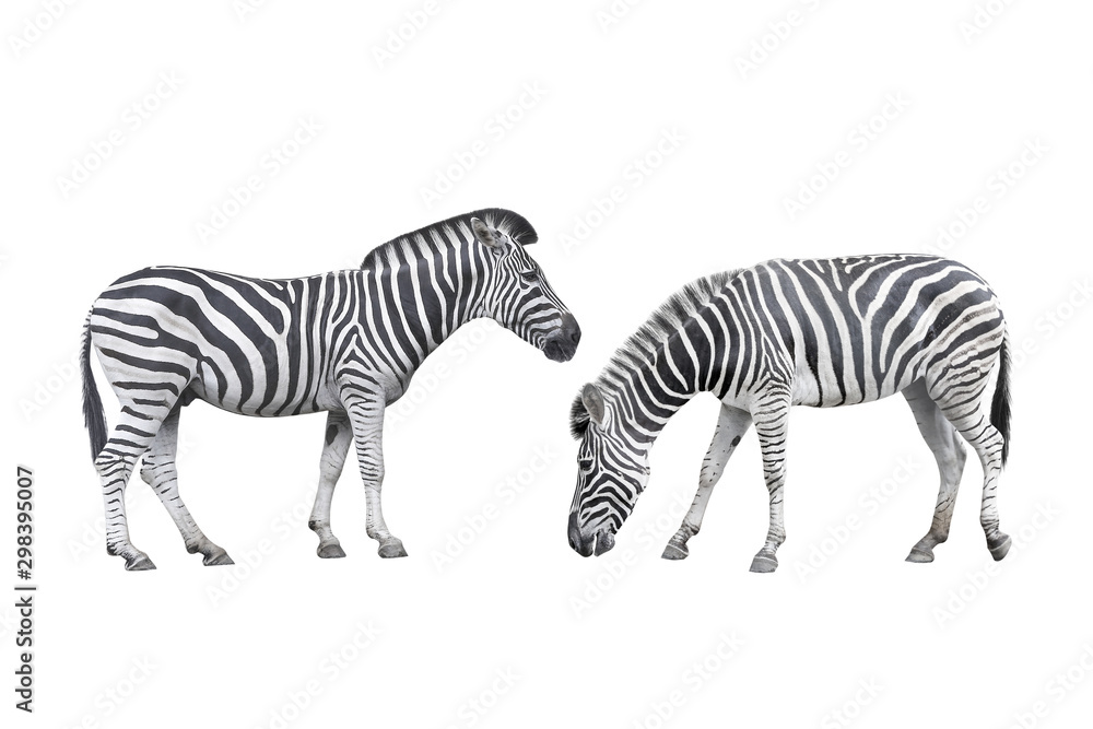 Fototapeta premium zebra wildlife isolated on white background with clipping path