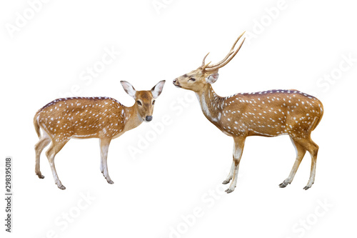 Slika na platnu Chital or Axis deer isolated on white background with clipping path