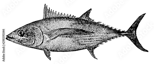 Albacore, vintage illustration.