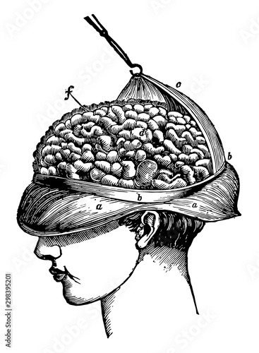 Brain Hemispheres and Spinal Cord, vintage illustration