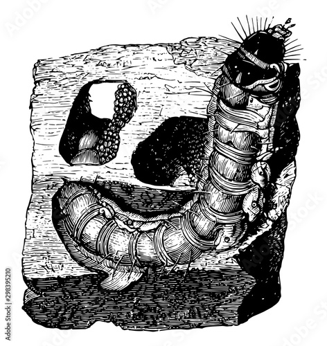Larva of Goat Moth, vintage illustration.