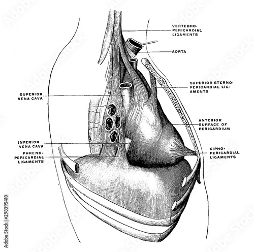 Принти на полотні Pericardium Ligaments, vintage illustration.