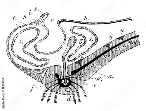 A. Rosacea Arm, vintage illustration..