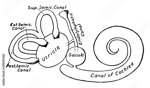 Membranous Labyrinth of the Ear, vintage illustration.