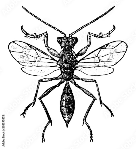 Embolimus Wasp, vintage illustration.