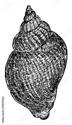 White Whelk, vintage illustration.