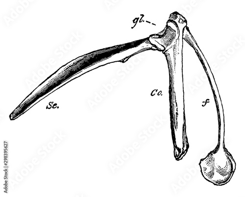 Pectoral Arch of a Bird, vintage illustration.