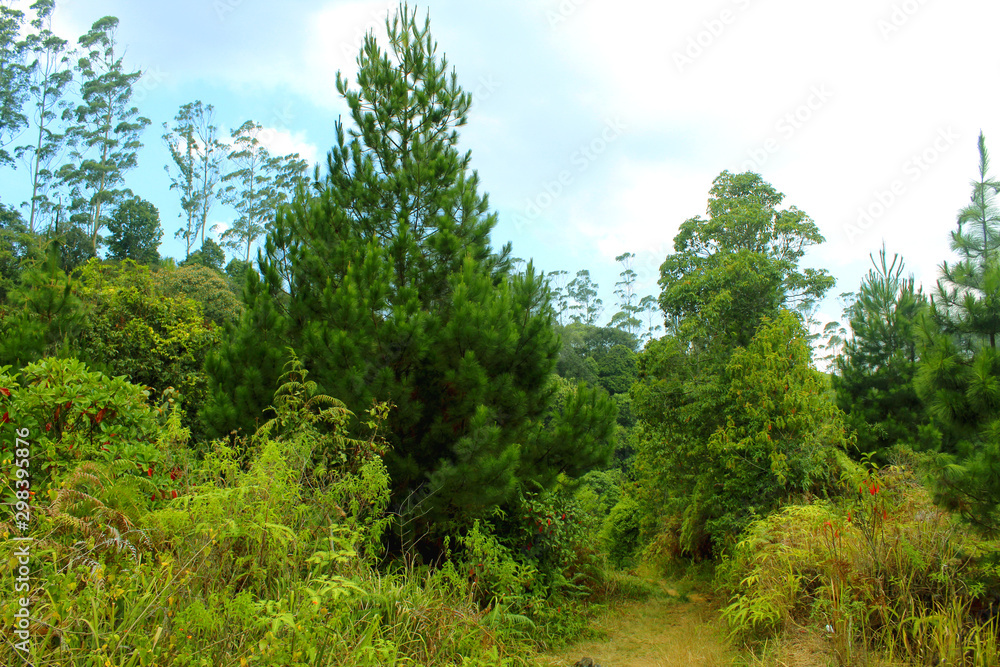 Green trees and blue sky