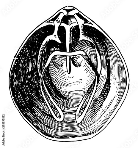 Brachiopod, vintage illustration.