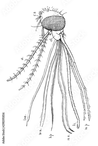 Mosquito Mouth Parts, vintage illustration.
