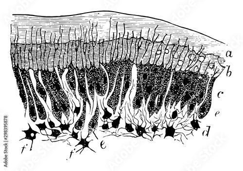 Deposition of Dentine, vintage illustration