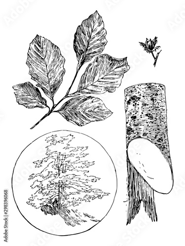 Beech Fruit and Leaves vintage illustration.
