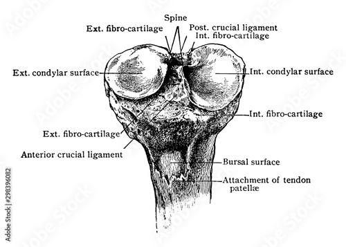 Upper End of the Tibia, vintage illustration.