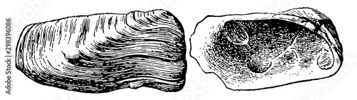 Pelecypod, vintage illustration.