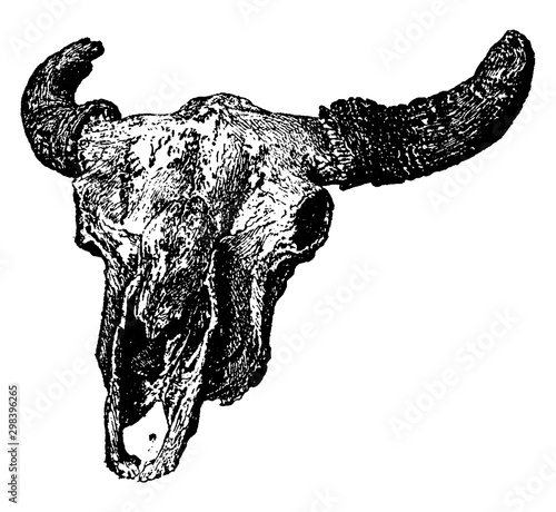 Buffalo, vintage illustration.