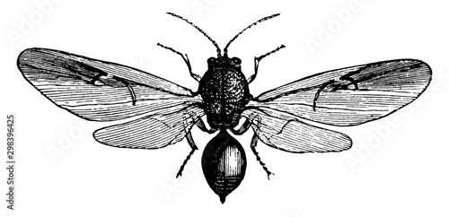 Cynips, vintage illustration.
