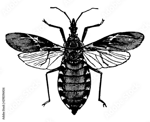 Blood Sucking Conenose, vintage illustration.