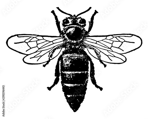 Queen Honey Bee, vintage illustration.