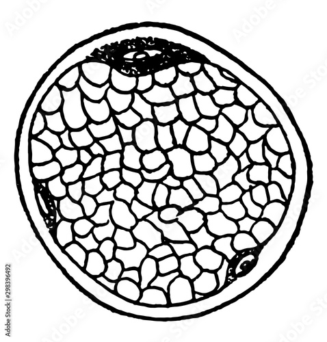 Muscle Fiber Showing Nuclei, vintage illustration.