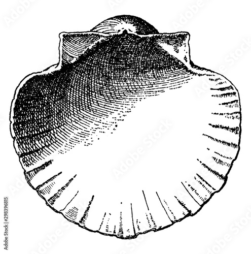 Interior Scallop Shell have a decorative background for vases and busts, vintage engraving.