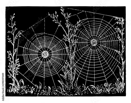 Spider Web, vintage illustration..