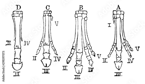 Evolution of Horse Foot, vintage illustration