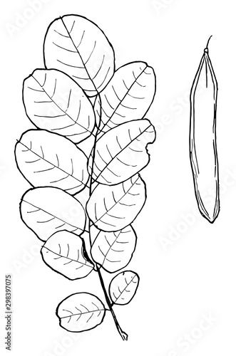 Genus Robinia, L. (Locust) vintage illustration.