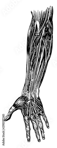 Nerves of the Forearm, vintage illustration.